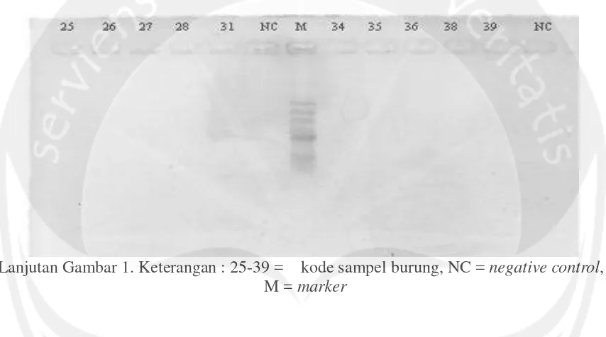 Gambar 1. Hasil Visualisasi PCR Tahap I Pada 24 Sampel Burung Gunung Merapi  Keterangan : 2-24 = kode sampel burung, nc = negative control, M = marker 