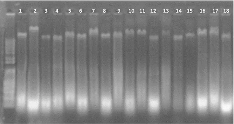 Gambar 1. Uji kualitas 18 DNA tanaman kelapa sawit Yangambi origin tipe  pisifera 