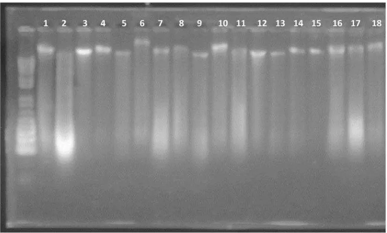 Gambar 2. Uji kualitas 18 DNA  tanaman kelapa sawit Lame origin tipe pisifera 