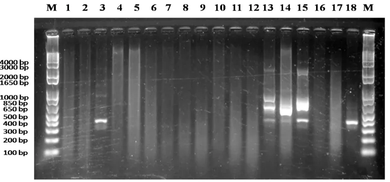 Gambar 4. Amplifikasi 18 DNA kelapa sawit Yangambi origin tipe pisifera     menggunakan primer 06