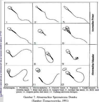Gambar 7. Abnormalitas Spermatozoa Domba  