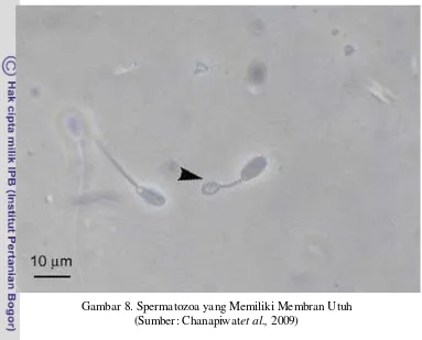 Gambar 8. Spermatozoa yang Memiliki Membran Utuh 