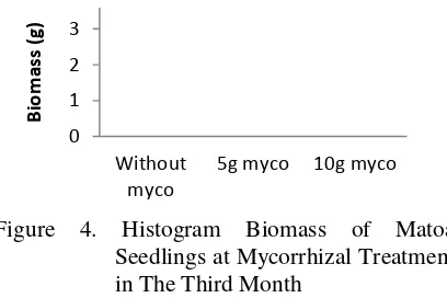 Figure 5. Histogram Plant Height of Matoa