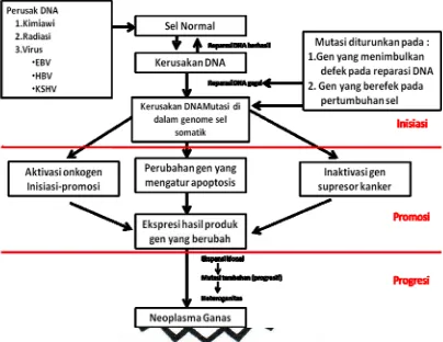 Gambar 1. Hipotesis etiologi dan patogenesis neoplasia (Ahmad, 2006)  
