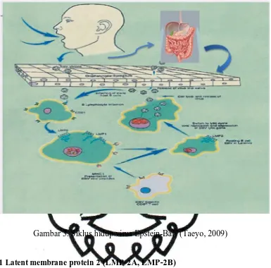 Gambar 3. Siklus hidup virus Epstein-Barr (Taeyo, 2009) 