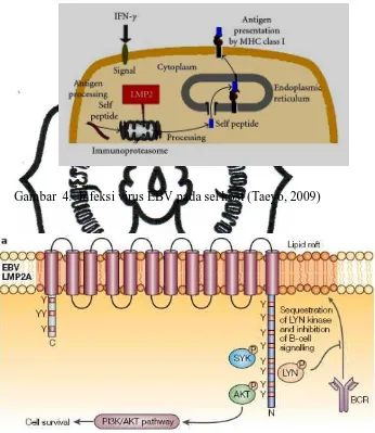 Gambar  4.  Infeksi virus EBV pada sel host (Taeyo, 2009) 
