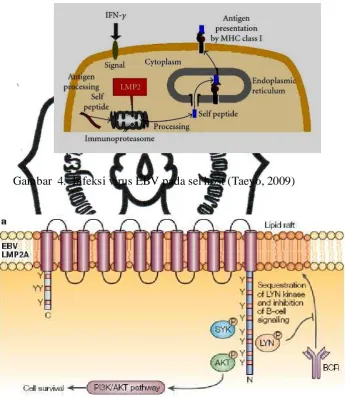 Gambar  4.  Infeksi virus EBV pada sel host (Taeyo, 2009) 