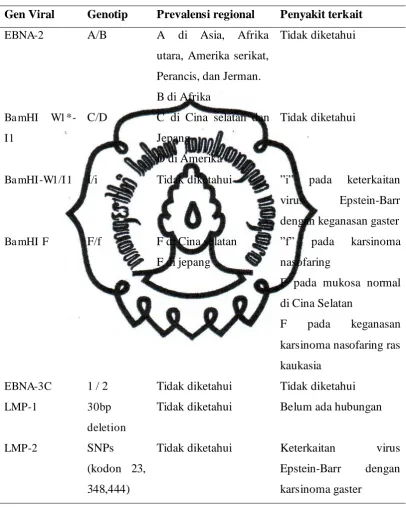 Tabel 2. Genotip virus Epstein-Barr, distribusi regional dan malignansi (Morrison, 
