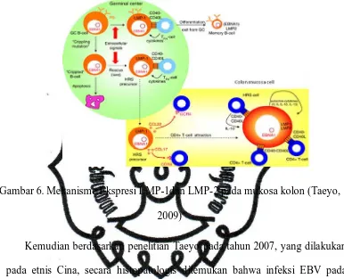 Gambar 6. Mekanisme Ekspresi LMP-1dan LMP-2 pada mukosa kolon (Taeyo, 