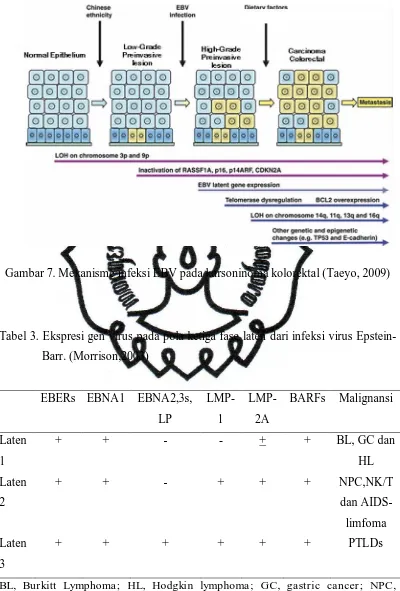 Gambar 7. Mekanisme infeksi EBV pada karsoninoma kolorektal (Taeyo, 2009) 