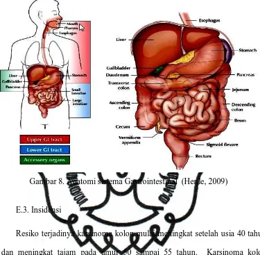 Gambar 8. Anatomi sistema Gastrointestinal  (Henle, 2009) 