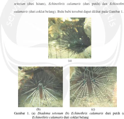 Gambar 1. (a) Diadema setosum (b) Echinothrix calamaris duri putih (c) 