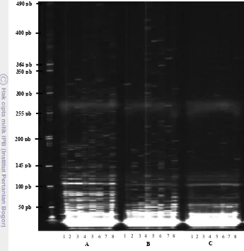 Gambar 1 Profil fragmen AFLP hasil amplifikasi DNA K. alvarezii menggunakan 3 kombinasi primer