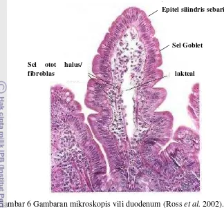 Gambar 6 Gambaran mikroskopis vili duodenum (Ross et al. 2002). 