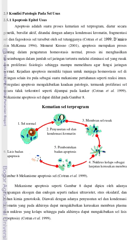Gambar 8 Mekanisme apoptosis sel (Cotran et al. 1999). 