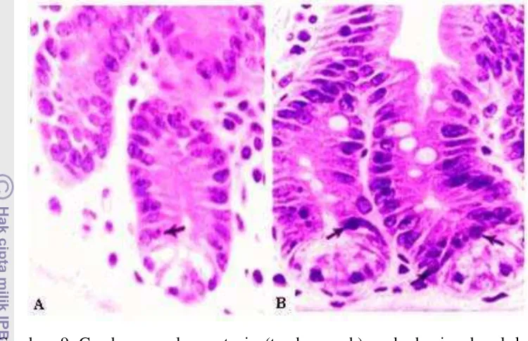 Gambar 9 Gambaran sel apoptosis (tanda panah) pada bagian basal kripta 