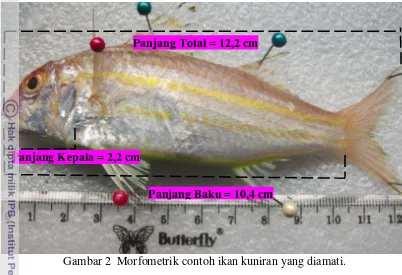 Gambar 2  Morfometrik contoh ikan kuniran yang diamati. 