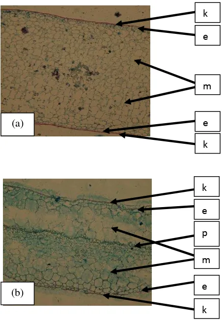 Gambar 10 Lapisan mesofil (a) tidak terdiferensiasi dan (b) terdiferensiasi; kutikula (k), epidermis (e), mesofil (m), dan jaringan palisade (p)