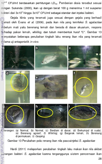 Gambar 13 Perubahan pola renang ikan nila pascainjeksi S. agalactiae 