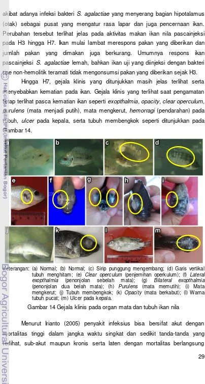 Gambar 14.  Keterangan: (a) Normal; (b) Normal; (c) Sirip punggung mengembang; (d) Garis vertikal 