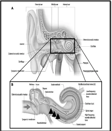 Gambar 2.4 (A) Telinga; (B) Daerah koklea yang paling sering mengalami kerusakan akibat paparan bising (Kurmis 2007) 