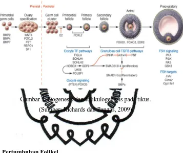 Gambar 3. Oogenesis dan folikulogenesis pada tikus. 