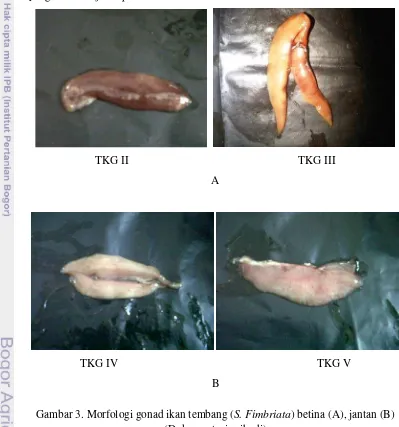 Gambar 3. Morfologi gonad ikan tembang (S. Fimbriata) betina (A), jantan (B) 
