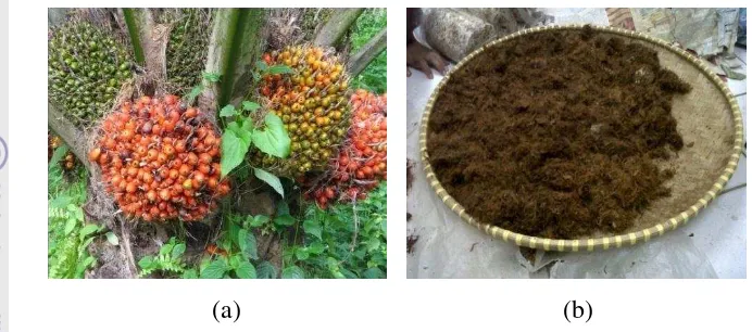 Gambar 1.a. Buah Kelapa Sawit, b. Serat Kelapa Sawit 