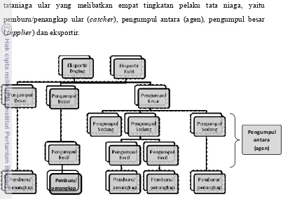 Gambar 2 Diagram rantai tata niaga/peredaran ular jali di Jawa Tengah.