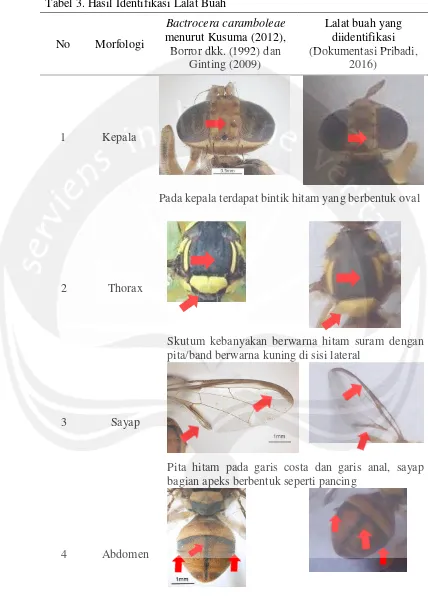 Tabel 3. Hasil Identifikasi Lalat Buah 