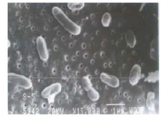 Gambar 1 Sel bakteri entomopatogen Serratia marcescens (Singh et al 2008)  