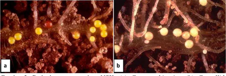 Gambar 3  Perbedaan warna sista NSK: (a) G. rostochiensis,  (b) G. pallida 