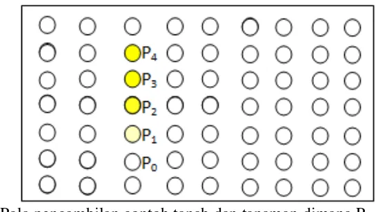 Gambar 5  Pola pengambilan contoh tanah dan tanaman dimana P0, P1, P2, P3 dan P4 berada pada satu guludan dan menunjukkan tingkat keparahan penyakit yang berbeda 