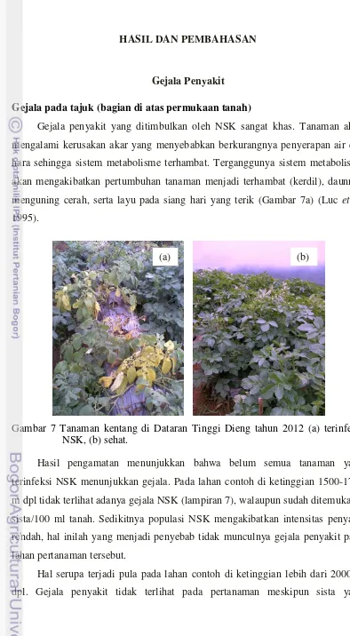 Gambar 7 Tanaman kentang di Dataran Tinggi Dieng tahun 2012 (a) terinfeksi 