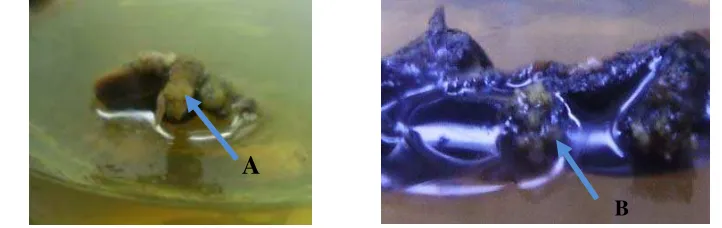 Gambar 6. Pertumbuhan kalus (A) : kalus dari eksplan nuselus pada media BA3 pada 9 MST, (B) : kalus dari eksplan endosperma pada media BA4 pada 9 MST  