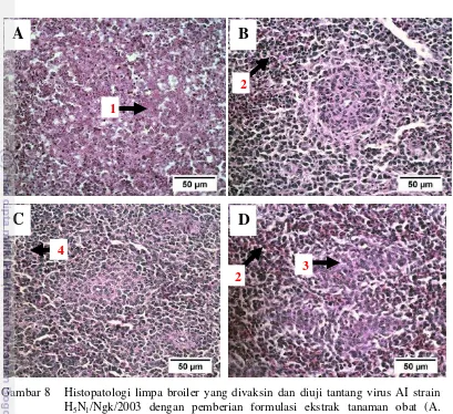 Gambar 8  Histopatologi limpa broiler yang divaksin dan diuji tantang virus AI strain 