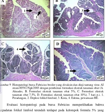 Gambar 9  Histopatologi bursa Fabricius broiler yang divaksin dan diuji tantang virus AI 