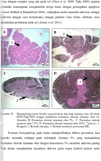 Gambar 10  Histopatologi timus broiler yang divaksin dan diuji tantang virus AI strain 