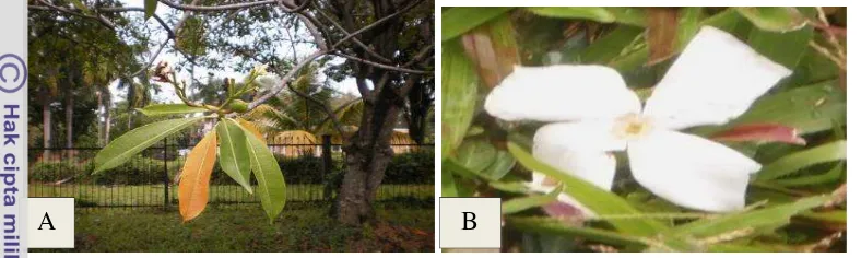 Gambar 1  Daun bintaro (A) dan bunga bintaro (B) 