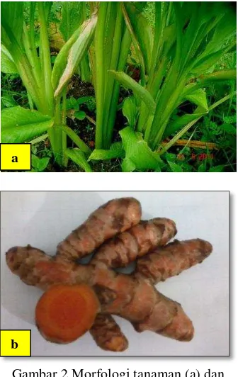 Gambar 2 Morfologi tanaman (a) dan                      