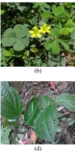 Gambar 7. Beberapa spesies tumbuhan obat (a) Tebu sawur (Polygonum 