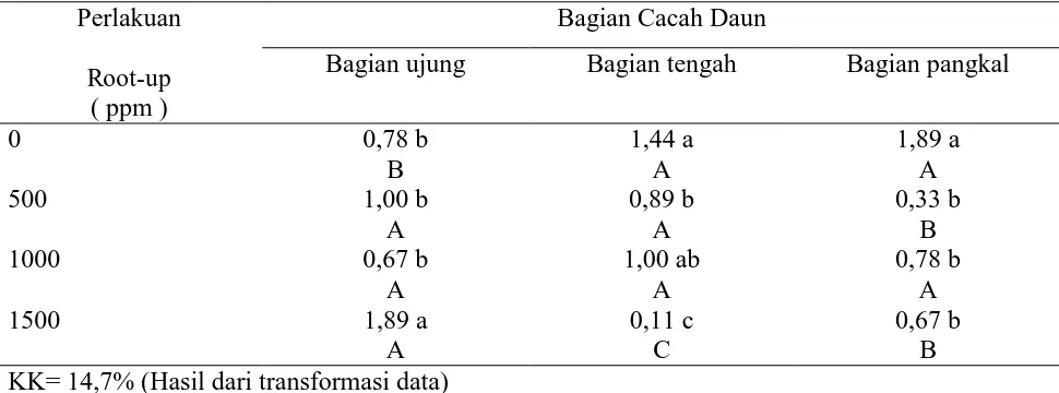 Tabel 3.  Pengaruh pemberian beberapa konsentrasi Root-up terhadap jumlah anakan pada berbagai bagian setek cacah daun lidah mertua (Sansevieria gracilis) (buah)