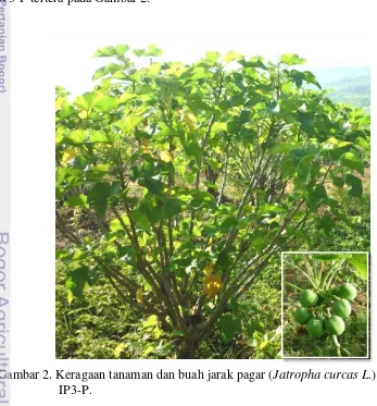 Gambar 2. Keragaan tanaman dan buah jarak pagar (Jatropha curcas L.) komposit 