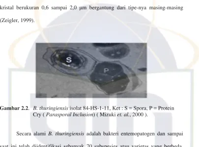 Gambar 2.2. B. thuringiensis isolat 84-HS-1-11, Ket : S = Spora, P = Protein 