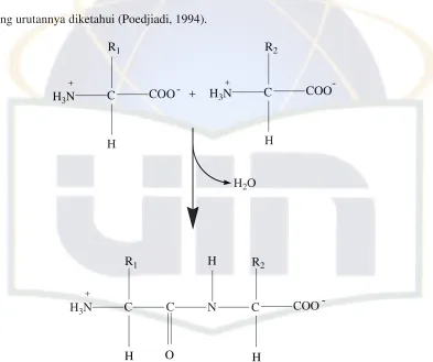 Gambar 2.3. Struktur primer protein (Poedjiadi, 1994). 