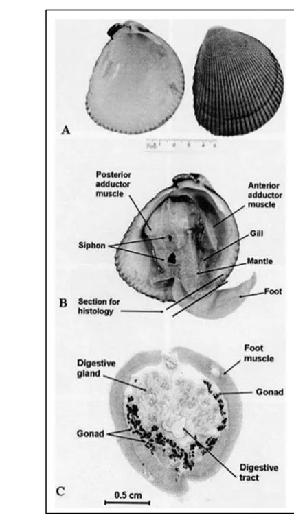 Figure 3. A) shell appearance; B) gross anatomy; C) cross section of the cockle, 