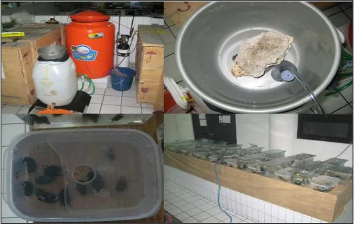 Figure 6.  Set-up of hypoxia experiments. Upper left: 60 l- barrel with deoxygenized water (white barrel), tank of filtered water (orange) and nitrogen tank with PVC-hose; upper right: nitrogen inlet and sealed cover of 60 l-  barrel; lower left: replicate with 10 mussels and hypoxic water; lower right: replicates of ambient oxygen and hypoxia stress treatments (Huhn, 2011) 