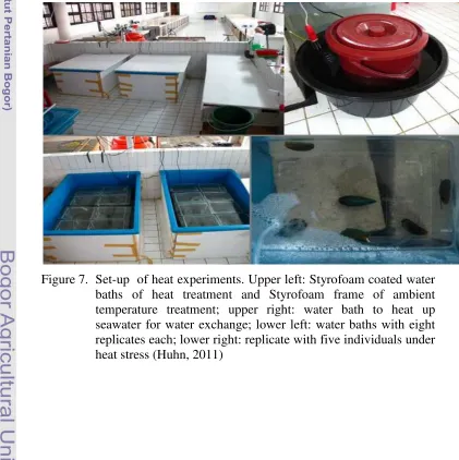Figure 7. Set-up  of heat experiments. Upper left: Styrofoam coated water baths of heat treatment and Styrofoam frame of ambient temperature treatment; upper right: water bath to heat up seawater for water exchange; lower left: water baths with eight replicates each; lower right: replicate with five individuals under heat stress (Huhn, 2011) 