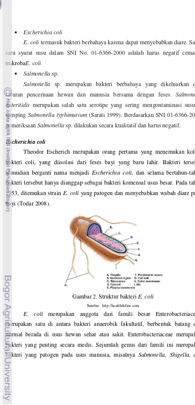 Gambar 2. Struktur bakteri E. coli 