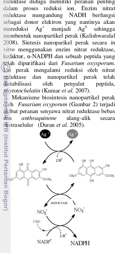 Gambar 2 Mekanisme reduksi biosintesis 